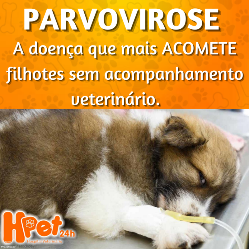 Parvovirose, a doença que mais acomete filhotes sem acompanhamento veterinário - Hpet - Hospital Veterinário - Boa Vista - Roraima