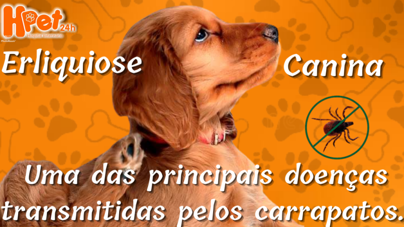 Erliquiose Canina - Hpet - Hospital Veterinário - Boa Vista - Roraima