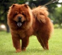 CHOW CHOW - Hpet