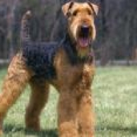AIREDALE TERRIER - Hpet